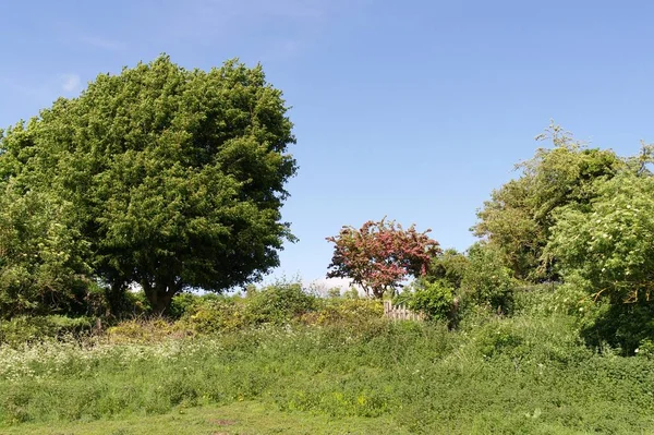 Garden with bushes and trees during daytime — Stock Photo, Image