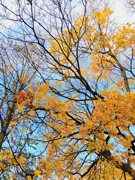 Vista inferior de un árbol cubierto de hojas naranjas y amarillas con el cielo despejado en el fondo —  Fotos de Stock