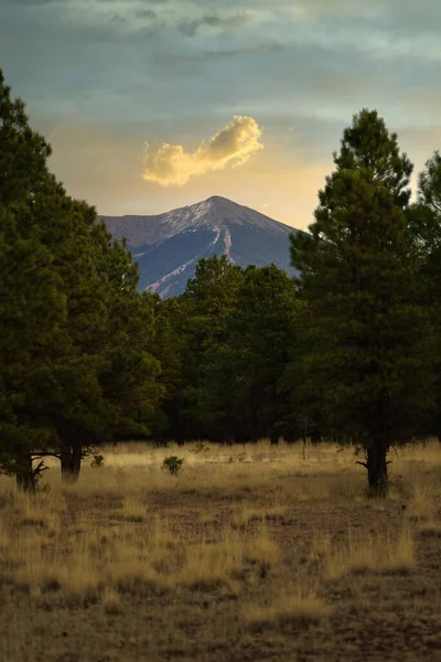 Colpo Verticale Degli Alberi Verdi Che Crescono Nella Valle Con — Foto Stock