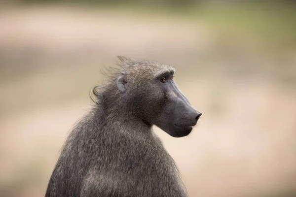 Ένα Κοντινό Πλάνο Ενός Πίθηκου Μπαμπουίνου Θολό Φόντο — Φωτογραφία Αρχείου