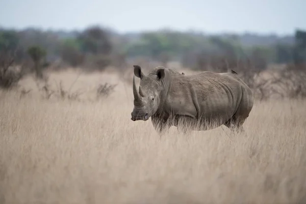 Beau Cliché Rhinocéros Debout Seul Dans Champ Brousse Avec Fond — Photo