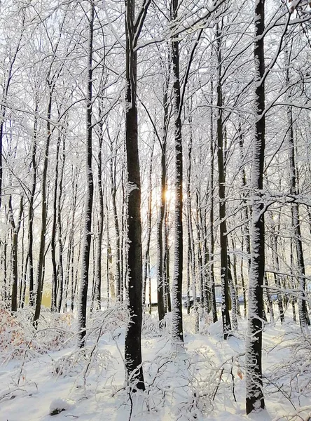 Vertikale Aufnahme eines Waldes, umgeben von schneebedeckten Bäumen im Sonnenlicht in Norwegen — Stockfoto