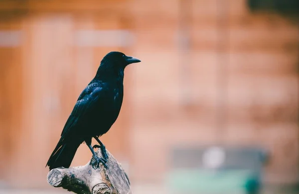 Primer Plano Cuervo Posado Banco Troncos Árbol — Foto de Stock