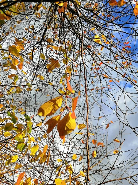 Uma Visão Baixo Ângulo Folhas Coloridas Galhos Árvores Sob Luz — Fotografia de Stock
