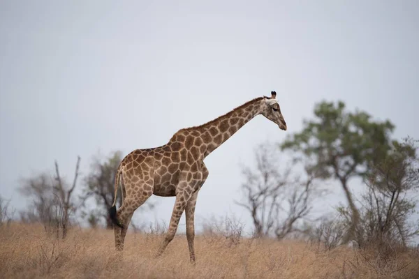 Красивый Снимок Жирафа Идущего Одиночестве Кустарному Полю — стоковое фото