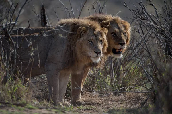 Belo tiro de dois leões machos — Fotografia de Stock