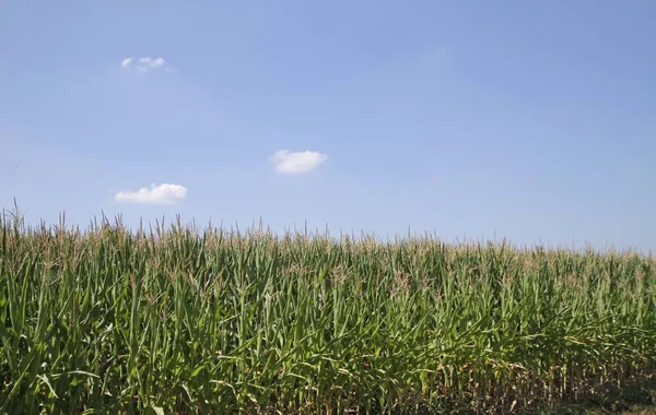 Brett vinkel skott av ett grönt landskap av gräs under en blå himmel — Stockfoto