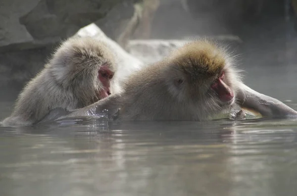 Due Scimmie Che Giocano Una Accanto All Altra Acqua — Foto Stock