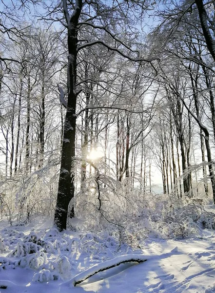Vertikale Aufnahme eines mit Bäumen und Schnee bedeckten Waldes im Sonnenlicht in Larvik in Norwegen — Stockfoto