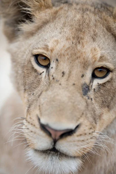 Eine Nahaufnahme Eines Niedlichen Löwenjungen — Stockfoto