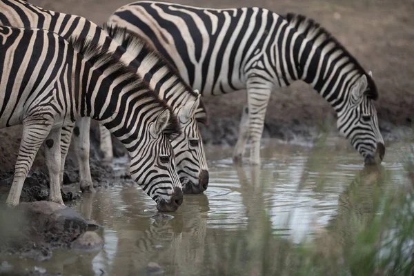 Closeup shot of three zebras drinking water on the lake — Zdjęcie stockowe