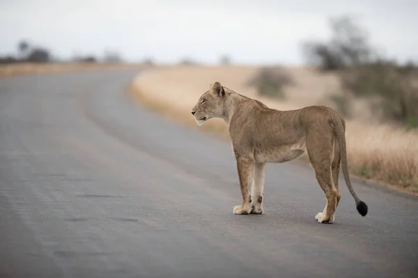 Female lion walking on the road with a blurred background — 스톡 사진