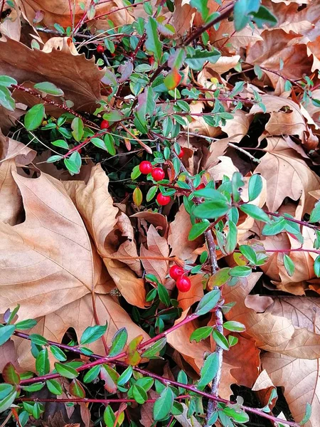 Vertical Picture Cranberries Covered Dry Leaves Greenery Lights — Stock Photo, Image