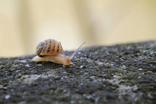 Selektywne Ujęcie Ślimaka Ziemi — Zdjęcie stockowe