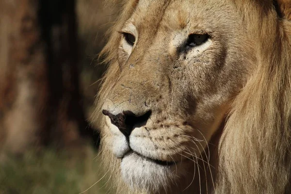 Gros plan de la tête d'un lion pendant la journée — Photo