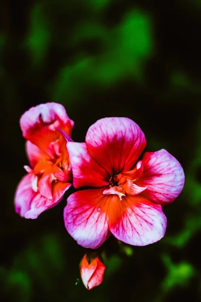 Вертикальный Селективный Снимок Красивого Розового Цветка Герань Кинориум Размытым Фоном — стоковое фото