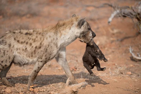 Mother Hyena Carrying Her Cub — Stock Photo, Image