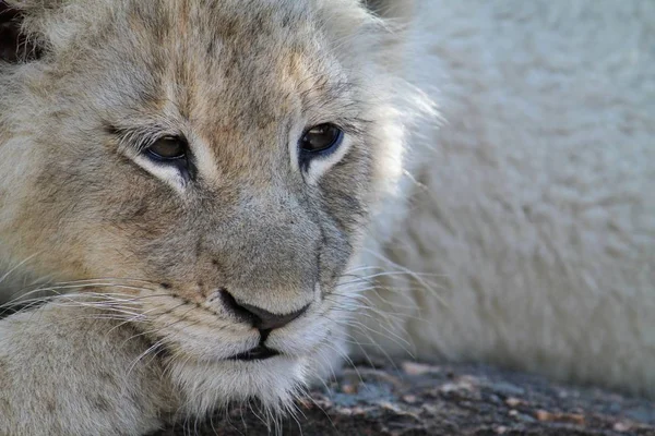 Closeup shot of a white lion laying on the ground — 스톡 사진