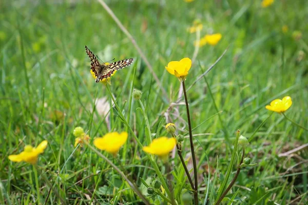 Ein Schöner Schmetterling Sitzt Auf Einer Gelbblättrigen Blume Auf Einem — Stockfoto