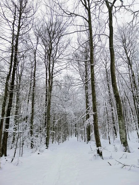 Sentier dans une forêt entourée d'arbres enneigés à Larvik (Norvège) — Photo