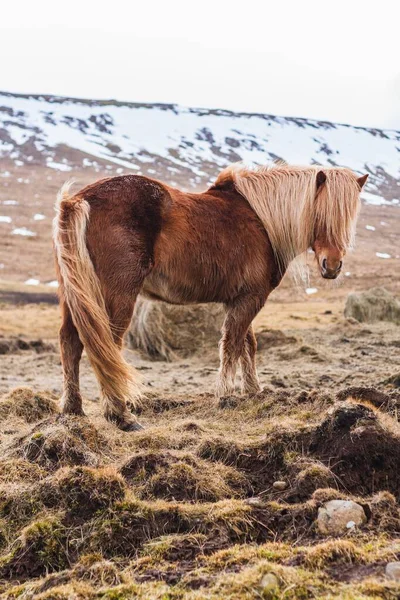 Icelandic Horse Walking Field Covered Snow Blurry Background Iceland — Stock Photo, Image