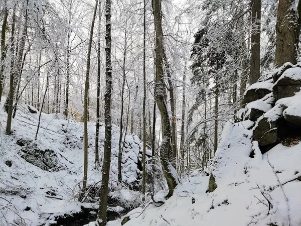 Δάσος που περιβάλλεται από βράχους και δέντρα καλυμμένα από το χιόνι κάτω από το φως του ήλιου στο Larvik της Νορβηγίας — Φωτογραφία Αρχείου