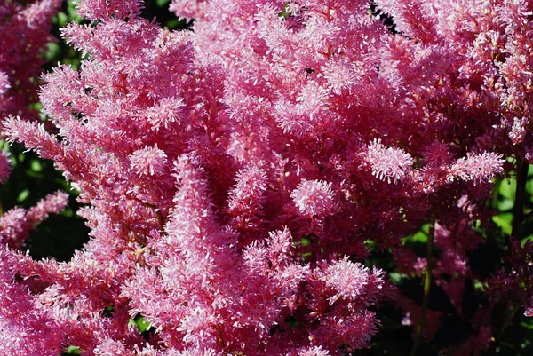 太陽の光で覆われた美しいピンクのアスティルベの花の茂みのクローズアップショット — ストック写真