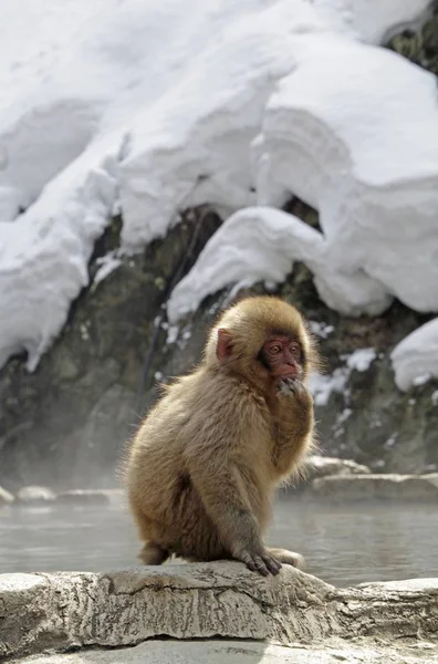Vertical Shot Japanese Macaque While Thinking — Stock Photo, Image