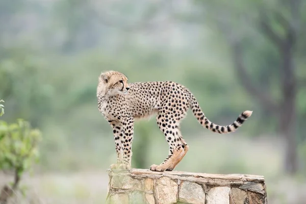 一张漂亮的猎豹照片 它站在混凝土表面 背景模糊不清 — 图库照片