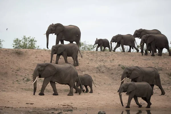 Una Hermosa Manada Elefantes Africanos — Foto de Stock