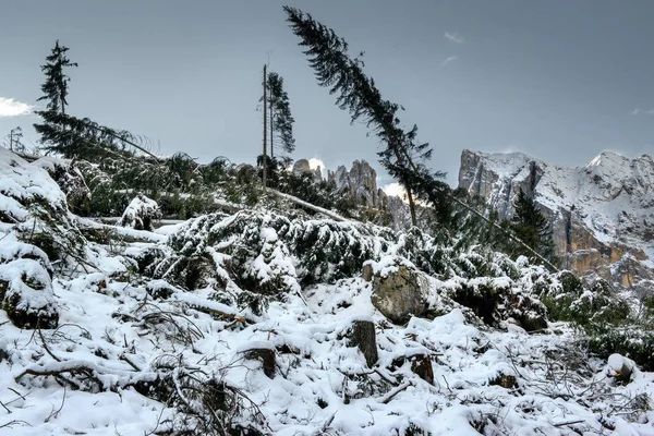 Drzewa jodłowe spadły na ziemię pokryte śniegiem otoczone wysokimi skalistymi klifami Dolomitów — Zdjęcie stockowe