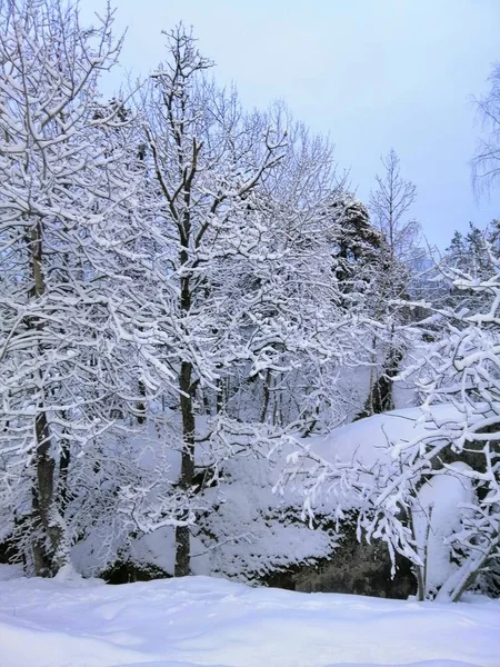 Vertikal bild av träd i en skog täckt av snö i Larvik i Norge — Stockfoto