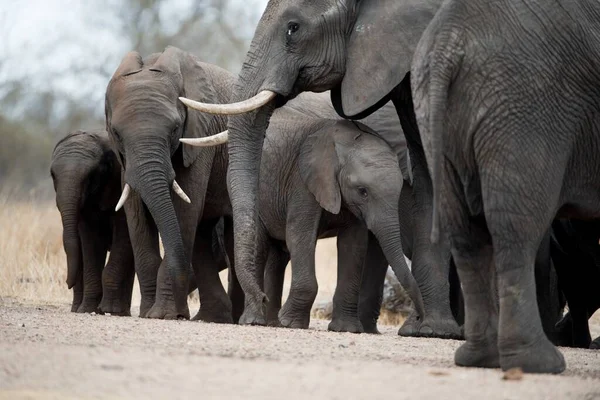 Hermosa toma de una manada de elefantes — Foto de Stock