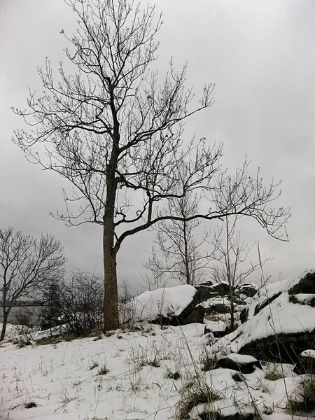 Вертикальное изображение деревьев в лесу, покрытом снегом в Ларвике в Норвегии — стоковое фото