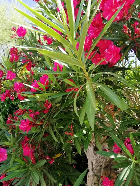 Primer Plano Flores Rosadas Los Arbustos Bajo Luz Del Sol — Foto de Stock