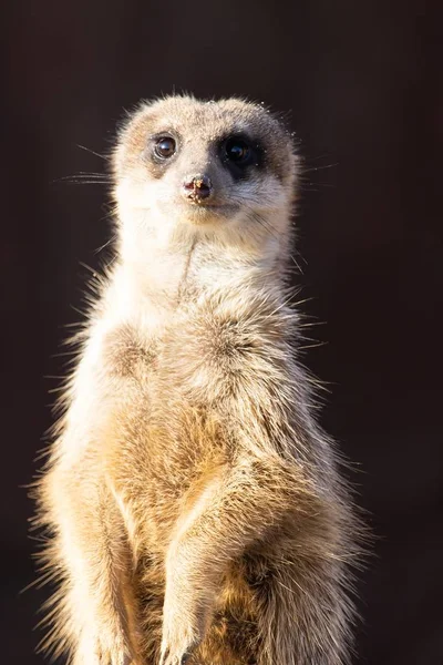 Closeup shot of an alert meerkat in the desert — Stock Photo, Image