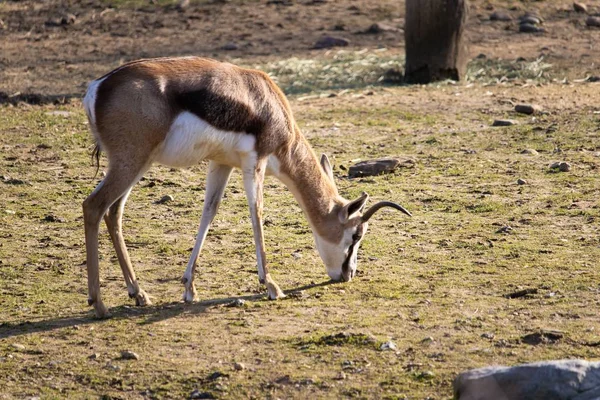 Nahaufnahme einer Gazelle, die in einem Tierschutzgebiet weidet — Stockfoto