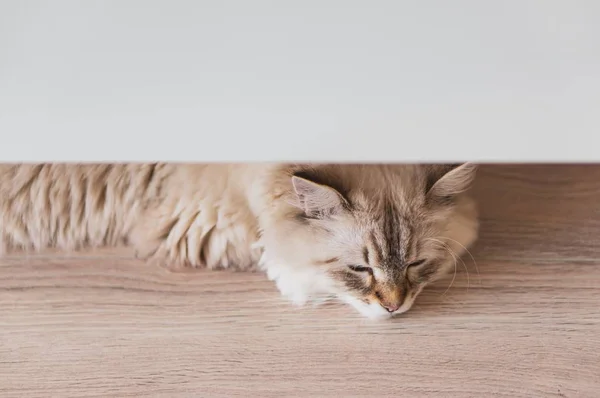 Alto angolo primo piano sparato di un simpatico gatto sdraiato sul pavimento di legno sotto una superficie bianca — Foto Stock