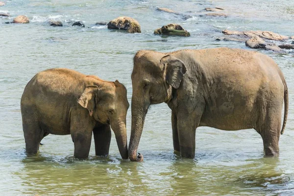 Elefante bebé de pie junto a su madre en el agua — Foto de Stock