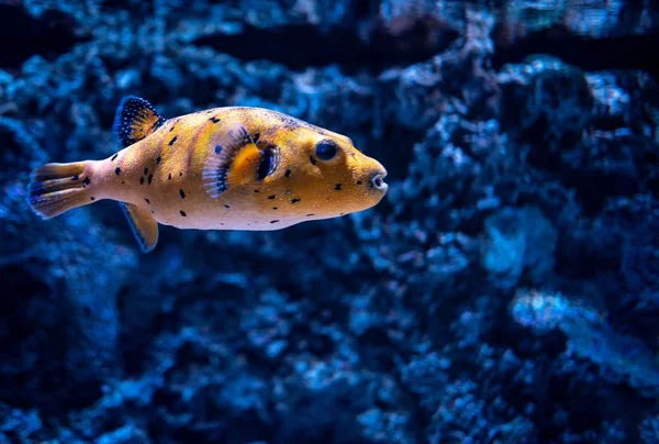 Encerramento de um peixe de recife de coral nadando em um aquário sob as luzes com um fundo borrado — Fotografia de Stock