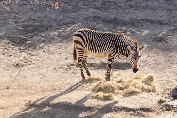 High angle shot of a zebra eating hay in a zoo — Stock Photo, Image