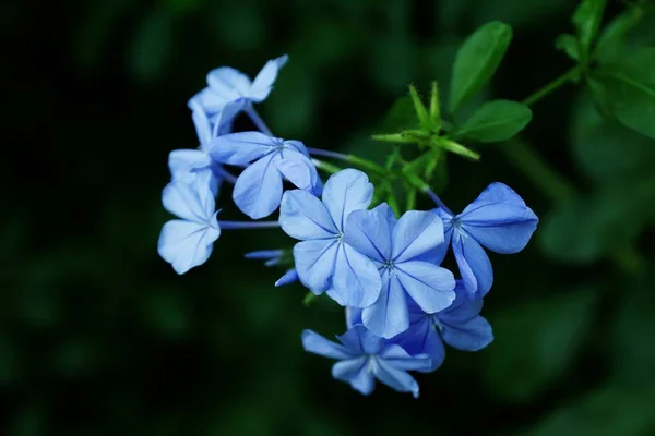 Selective focus shot of several verbena flowers — Stock Photo, Image