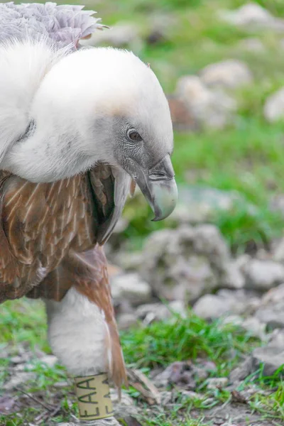 Närbild skott av en gam stirrar på marken — Stockfoto