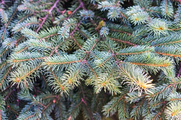 Primo piano di un ramo di abete, perfetto per uno sfondo — Foto Stock