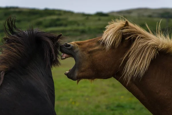 Närbild skott av en häst skriker till en annan häst med slutna ögon — Stockfoto