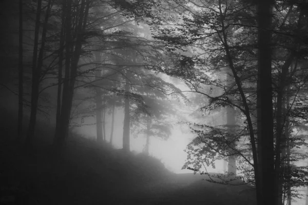 Tiro preto e branco de uma passarela nebulosa na floresta — Fotografia de Stock