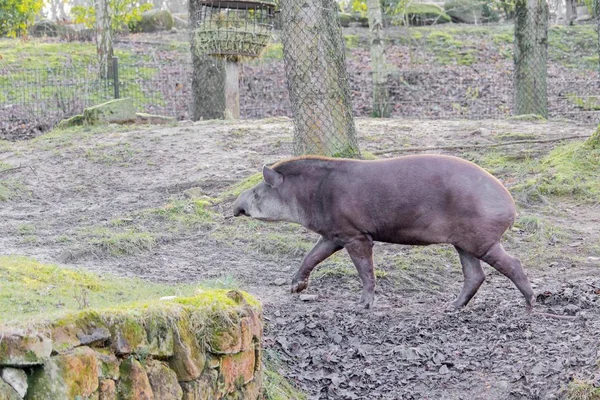 Közelkép egy tapirról, amint a sáros parton kószál egy állatkertben. — Stock Fotó