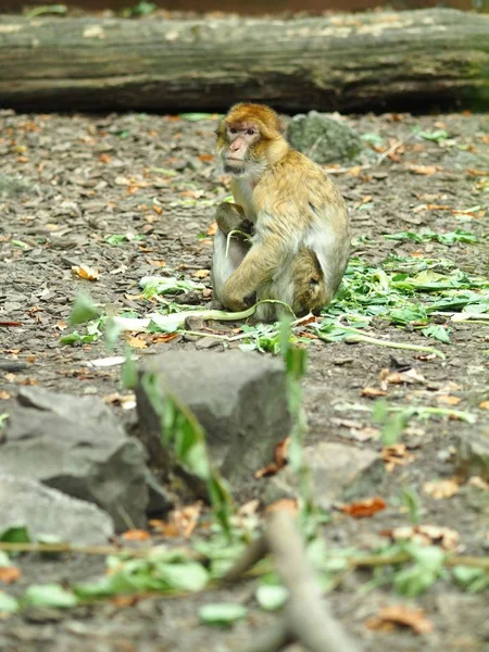 Вертикальный снимок обезьяны на земле в лесу — стоковое фото