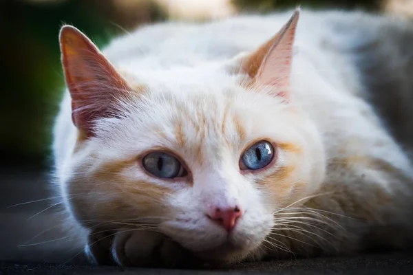 一只蓝眼睛的白猫躺在地上的特写镜头 — 图库照片