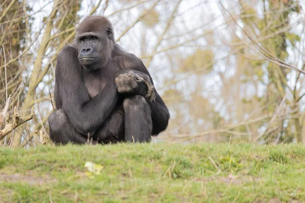 Cerrado disparo de una gorila sentada cómodamente sobre una colina y con una apariencia de ensueño. — Foto de Stock